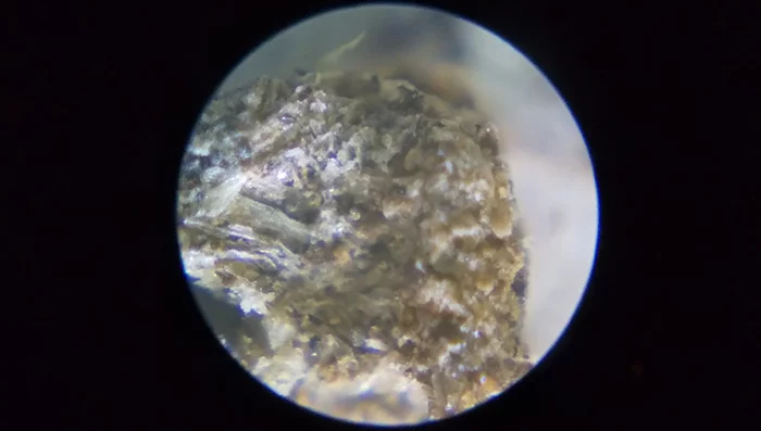 RXT300Yで拡大したダンゴ虫の糞を撮影した写真画像