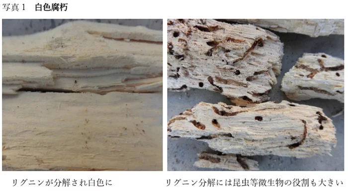 コラム｢木材腐朽菌の多様性｣からの引用させて頂いた写真画像②木材腐朽菌に当たる白色腐朽