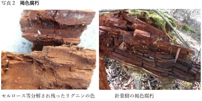 コラム｢木材腐朽菌の多様性｣からの引用させて頂いた写真画像①木材腐朽菌に当たる褐色腐朽