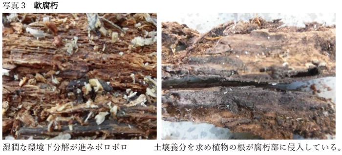 コラム｢木材腐朽菌の多様性｣からの引用させて頂いた写真画像③木材腐朽菌に当たる軟腐朽