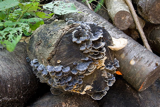 サクラに発生した複数の白色腐朽菌の写真画像(ウィキペディアさんkらの引用) 黒：カワラタケ、白：カイガラタケ、赤：ヒイロタケ