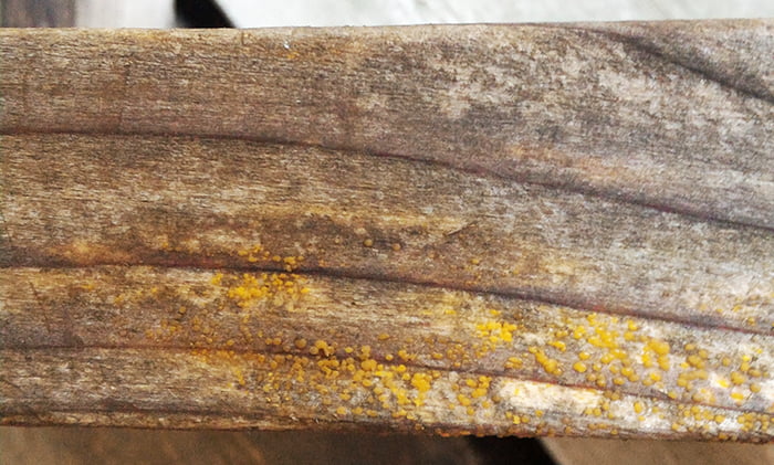キノコ(菌類)のベンチ脚の(再)繁殖状況を撮影した写真画像1