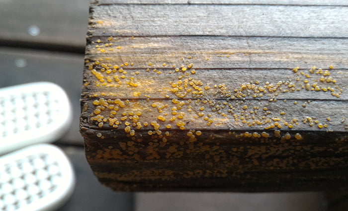 除去テスト対象となるキノコ(菌類)の1Fウッドデッキのベンチ脚の繁殖状況を撮影した写真画像