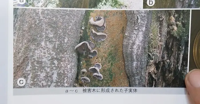 木材腐朽菌図鑑、アラゲキクラゲ紹介ページの紹介写真一部を撮影した写真画像