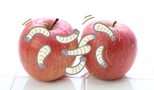 リンゴの挿絵2(写真画像)にウジ虫のイラストを重ねた画像