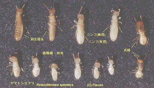 Wikipediaさんからの引用：ヤマトシロアリの写真画像 ※シロアリ(白蟻)の生殖システム解説用画像3