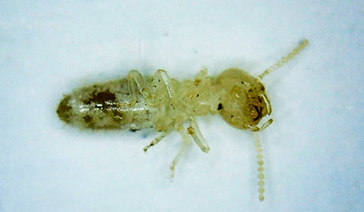 挿絵：シロアリの寿命のイメージ写真画像
※シロアリ(白蟻)生態解説写真2
