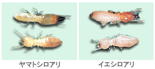 日本しろあり対策協会さんから引用させて頂いた、シロアリの外観の写真画像の比較
※シロアリ種類見分け方解説用写真