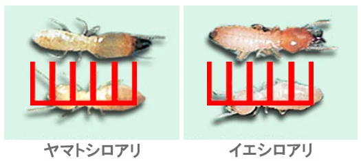 日本しろあり対策協会さんから引用させて頂いた、シロアリの外観の写真画像に大きさ比率確認用スケールを当てた画像
※シロアリ種類見分け方解説用写真