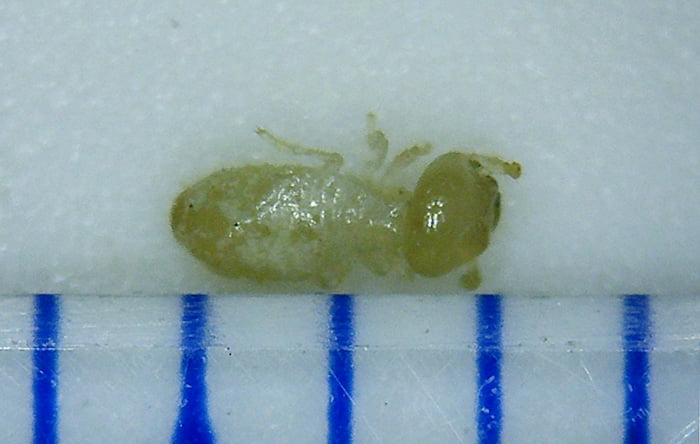 サンプルとして採取したシロアリの大きさ計測(小さめの個体の死骸)の様子を撮影した写真画像