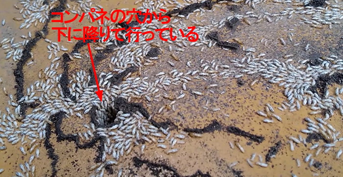 コンパネの穴から下段に降りようとするヤマトシロアリの流れを撮影した解説コメント入り写真画像 ※シロアリの巣の見直し分析＆検証画像16