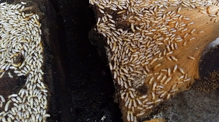 端材上のヤマトシロアリを拡大撮影した写真画像1 ※シロアリの巣の見直し分析＆検証画像27