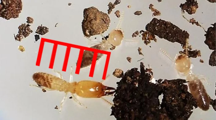 豊島区サイトのヤマトシロアリ写真画像の兵アリにシロアリ頭部大きさ比率確認用スケールを合成した解説用写真画像(シロアリ種類の見分け方の解説画像6)