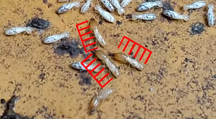 シロアリの兵アリが写っている拡大写真画像3(シロアリ種類の見分け方の解説画像3)
※シロアリ頭部の大きさ比率確認用スケールを合成したもの