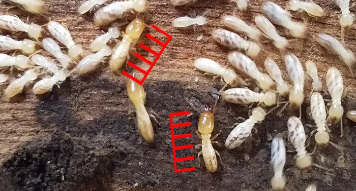 シロアリの兵アリが写っている拡大写真画像2(シロアリ種類の見分け方の解説画像2)
※シロアリ頭部の大きさ比率確認用スケールを合成したもの