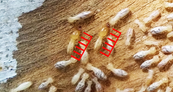 シロアリの兵アリが写っている拡大写真画像1(シロアリ種類の見分け方の解説画像1)
※シロアリ頭部の大きさ比率確認用スケールを合成したもの
