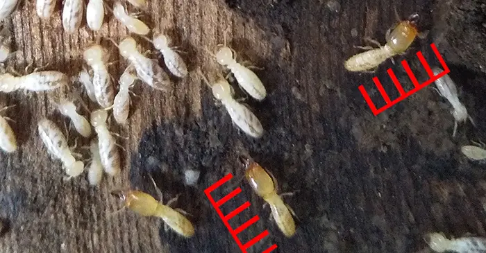 シロアリの兵アリが写っている拡大写真画像5(シロアリ種類の見分け方の解説画像5)
※シロアリ頭部の大きさ比率確認用スケールを合成したもの