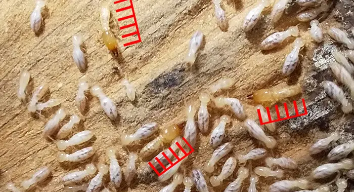 シロアリの兵アリが写っている拡大写真画像4(シロアリ種類の見分け方の解説画像4)
※シロアリ頭部の大きさ比率確認用スケールを合成したもの