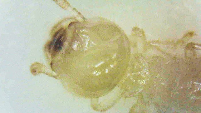 シロアリ幼虫の頭部を顕微鏡で拡大したシロアリ画像(シロアリ写真) ※Original image actually taken by myself：シロアリの画像24