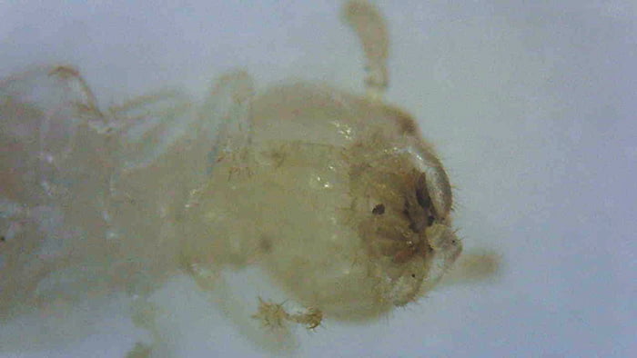 シロアリ幼虫の顔面部を顕微鏡で拡大した写真シロアリ画像(シロアリ写真) ※Original image actually taken by myself：シロアリの画像25