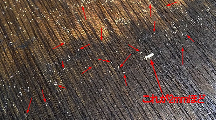 自分でやったDIYでのシロアリ駆除(薬剤散布)中に発見したシロアリの赤ちゃんと思われる無数の点を撮影したコメント入り写真画像