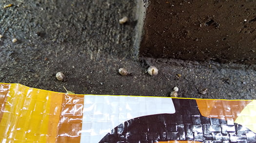 シロアリ被害箇所廻り：基礎廻りになぜか散在している小さいダンゴ虫の死骸を撮影した写真画像