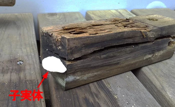 旧デッキ部材に発生した木材腐朽菌の一種と思われる子実体を撮影した写真画像