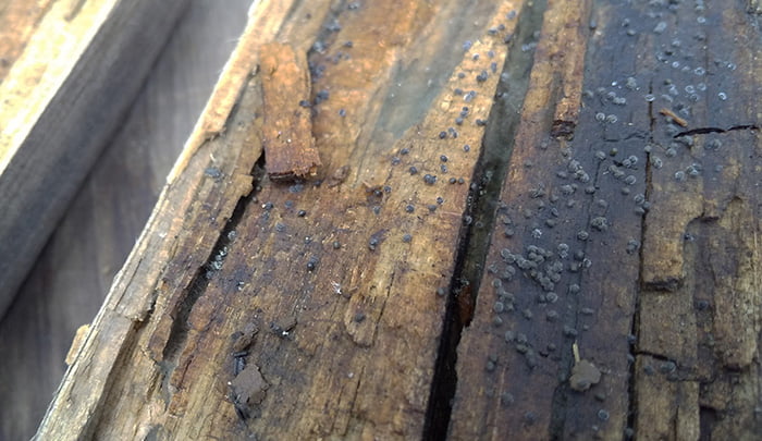 ACQ材に見られる木材腐朽菌に当たる軟腐朽とみられる現象を撮影した写真画像
