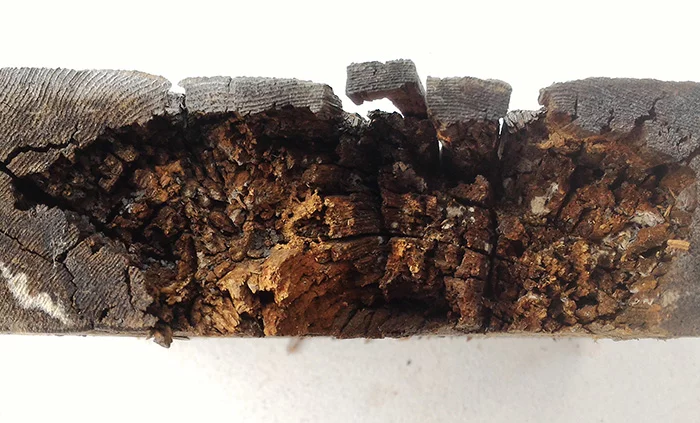 WRC材に見られる木材腐朽菌に当たる褐色腐朽菌によるものと思われる腐朽を撮影した写真画像