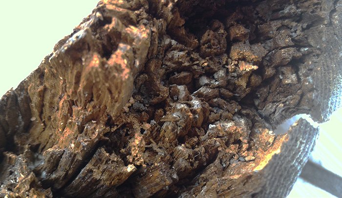 2Fデッキ手摺笠木の、木材腐朽菌の仕業と思われる腐朽を撮影した写真画像