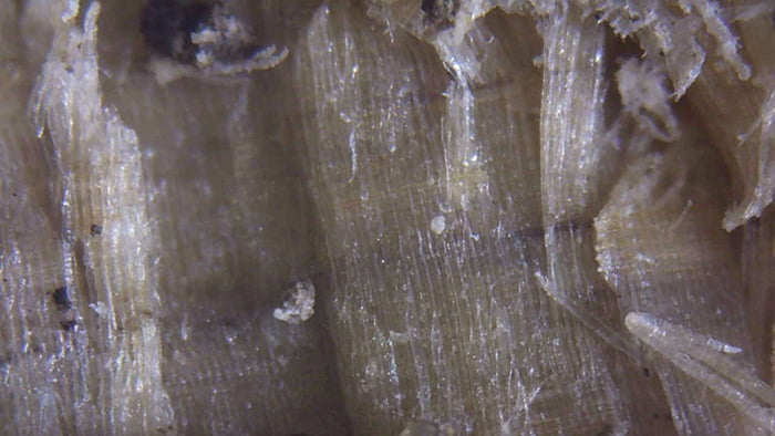 100倍ほどに拡大した木の繊維部分をデジタル顕微鏡で撮影した写真画像1 ※シロアリ被害箇所付近から採取したオガ屑