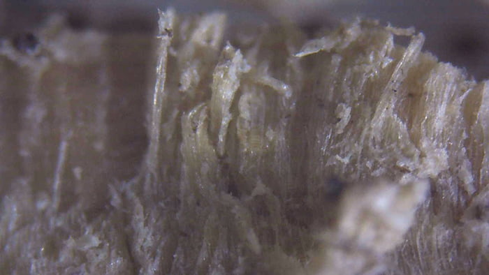 100倍ほどに拡大した木の繊維部分をデジタル顕微鏡で撮影した写真画像2 ※シロアリ被害箇所付近から採取したオガ屑