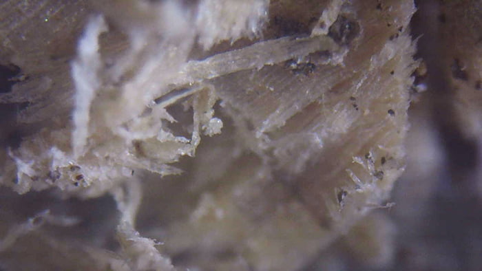 100倍ほどに拡大した木の繊維部分をデジタル顕微鏡で撮影した写真画像3
※シロアリ被害箇所付近から採取したオガ屑