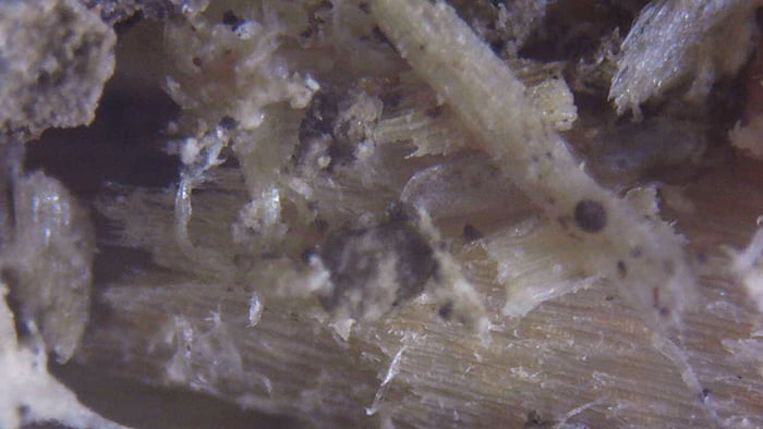 100倍ほどに拡大した木の繊維部分をデジタル顕微鏡で撮影した写真画像4
※シロアリ被害箇所付近から採取したオガ屑