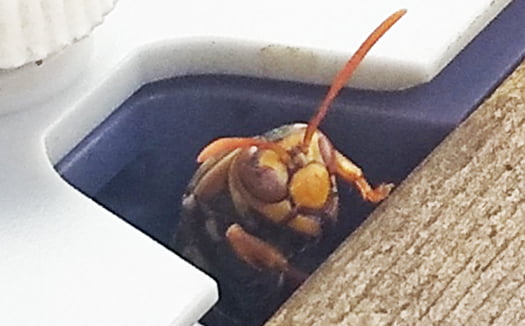 ウッドデッキ傍らの蜂の巣を放棄して潜り込んだ防犯灯の下の穴から黄昏れるアシナガ蜂を撮影した写真画像を180度回転した画像