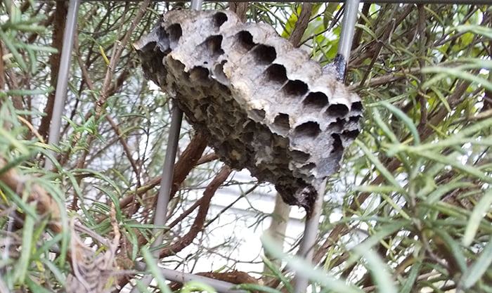 2020年5～10月のアシナガ蜂の巣を撮影したコメント入り写真画像02近景：1Fウッドデッキ脇
