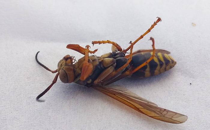 2Fウッドデッキで寝込んでしまっていたアシナガバチを横から撮影した写真画像
