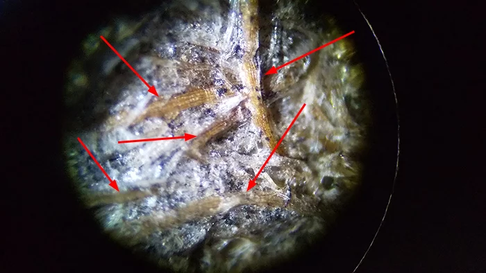 実体顕微鏡で100倍に拡大して撮影した、WRCの繊維が混入されているように見えるアシナガ蜂の巣の破片