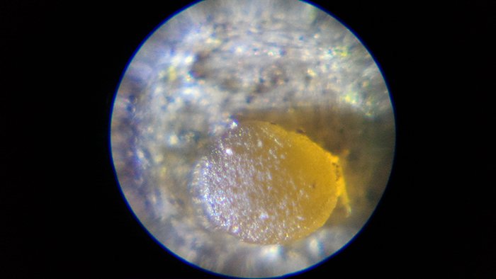 きのこ駆除テスト前のキノコの様子を撮影した顕微鏡による拡大写真画像2