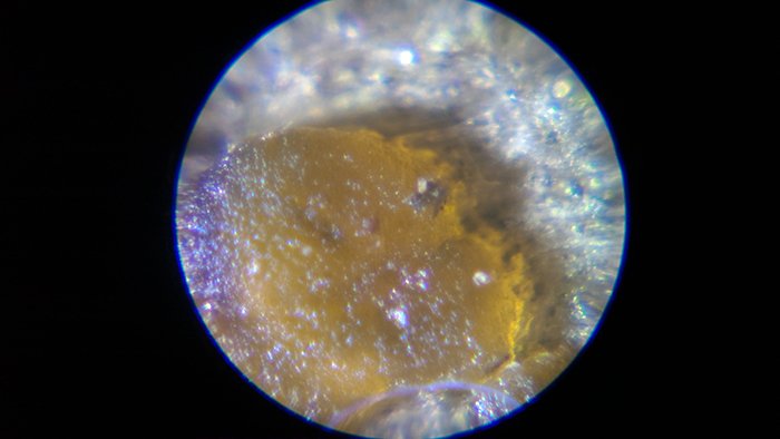 きのこ駆除テスト前のキノコの様子を撮影した顕微鏡による拡大写真画像1