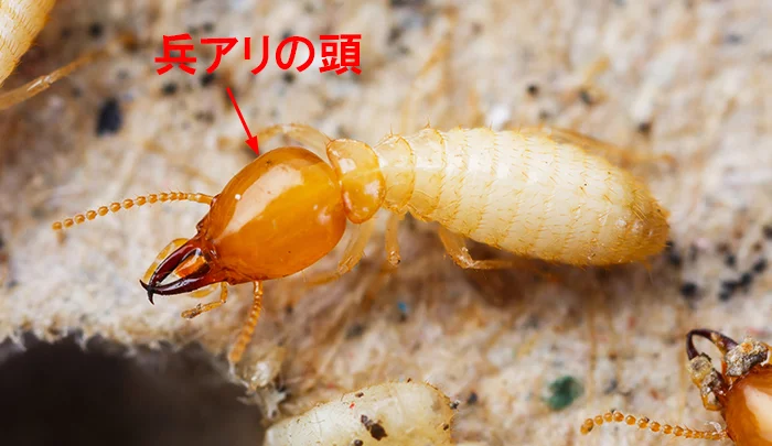シロアリ兵アリのコメント入り高解像度写真画像
(デポジットフォトさんで購入した写真に手を入れた画像)
※シロアリの種類解説用写真画像