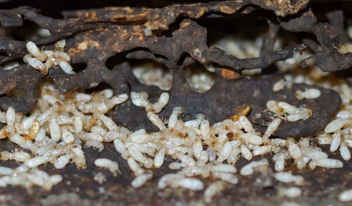 デポジットフォトさんで購入した土中の木と思われるシロアリ被害を撮影した写真画像
Termites destroying wood from the ground / Termite problem in house concept