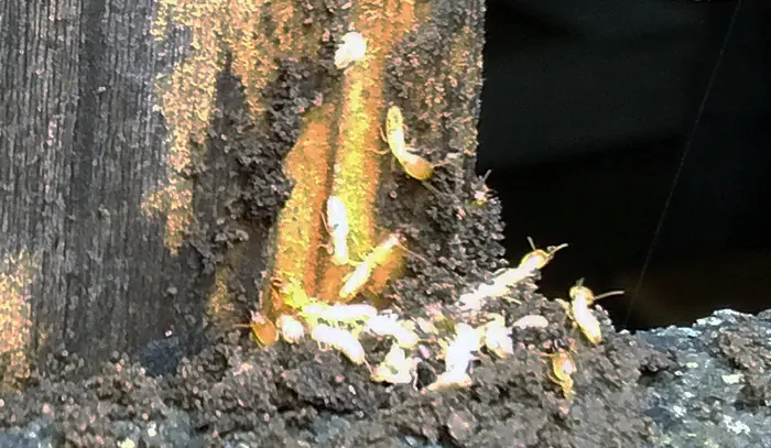 前掲のアリ道①のシロアリの拡大写真画像
(シロアリの巣とはあまり関係ありません･･･)