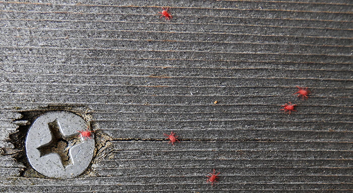 筆者の建売マイホームの手摺に群がる小さい赤い虫：タカラダニを撮影した写真画像 ※スマホでの撮影写真2