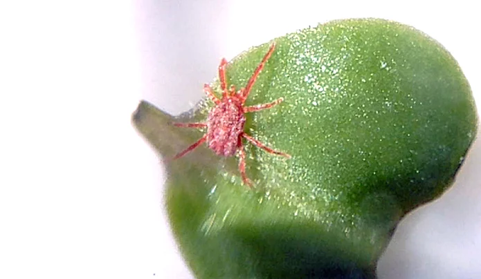 10倍ほどの拡大率で撮影した(小さい赤い虫)タカラダニ(小さい赤い虫)とブロッコリースプラウトの葉っぱ
※デジタル顕微鏡での撮影写真3