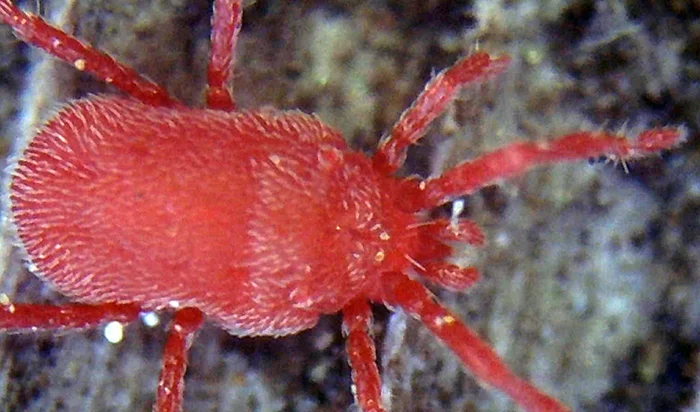 デジタル顕微鏡での拡大撮影に成功した体長1mmほどのタカラダニ(小さい赤い虫)の拡大写真②(大きめの個体)
※デジタル顕微鏡での撮影写真2