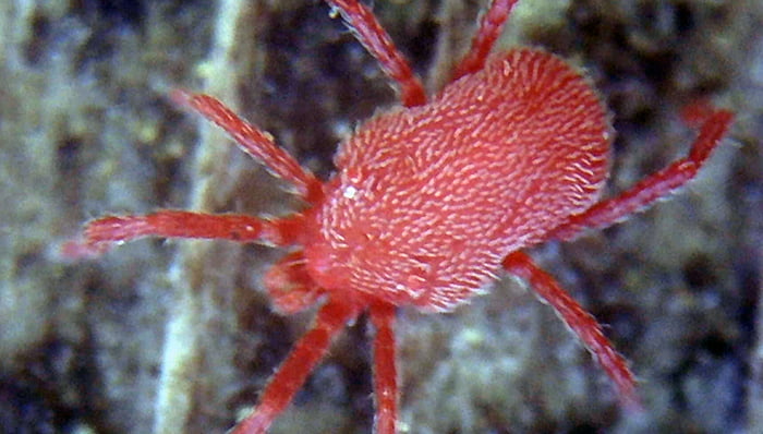 筆者の手持ちのDM3で撮影したタカラダニ(全長1mmほど)の写真画像 ※｢小さい赤い虫､タカラダニが発生①:拡大撮影編｣から引用
