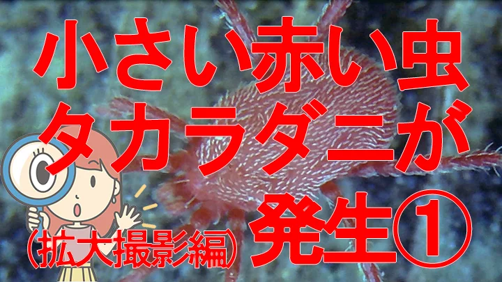 投稿13752のアイキャッチ