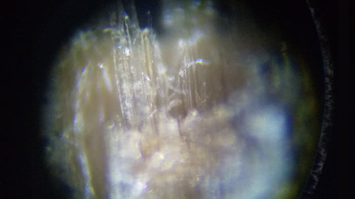 アシナガ蜂の巣と関係ありそうな桧(ヒノキ)表皮の破片を撮影した写真画像03 （2Fウッドデッキを支える1F柱より採取）