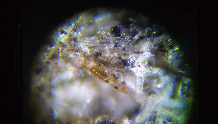 250倍に拡大した2020年アシナガバチの巣の破片を撮影した写真画像02